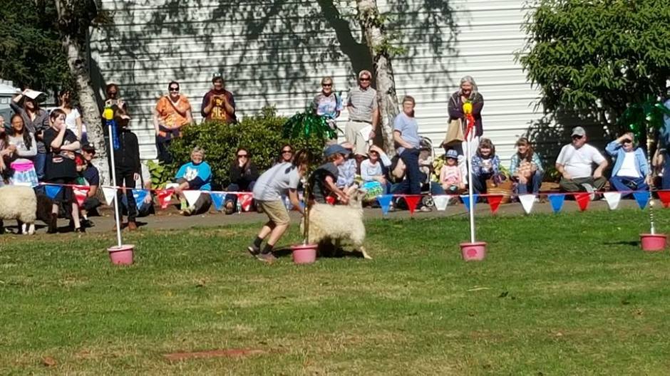 Goat push